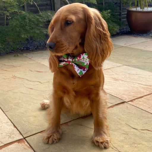 Welsh Flag Bow Tie for Medium Dogs