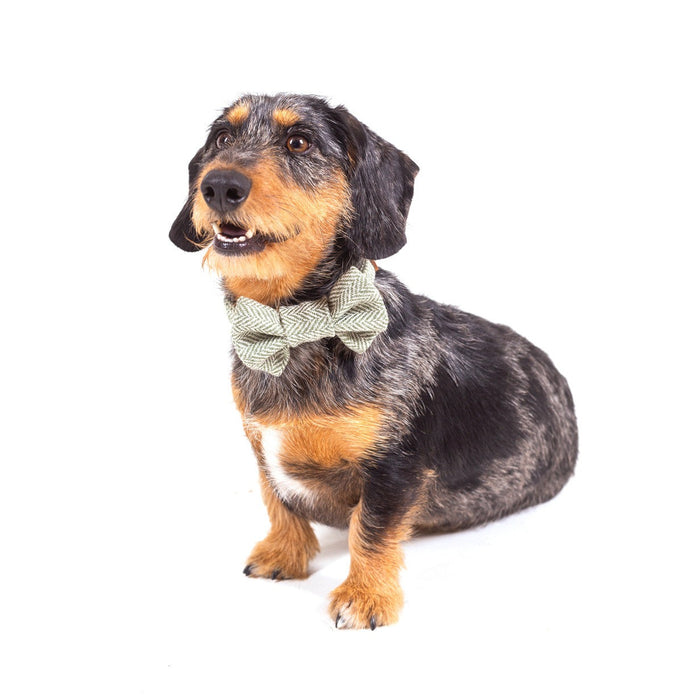 Tweedmill Rolled Tweed Dog Bow Tie, Olive Green