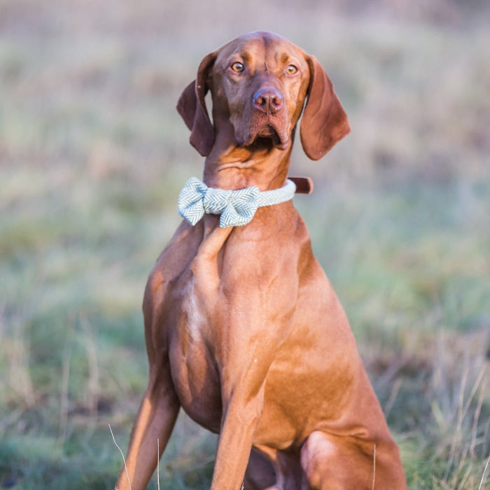 Tweedmill Rolled Tweed Dog Bow Tie, Olive Green - Giftware Wales