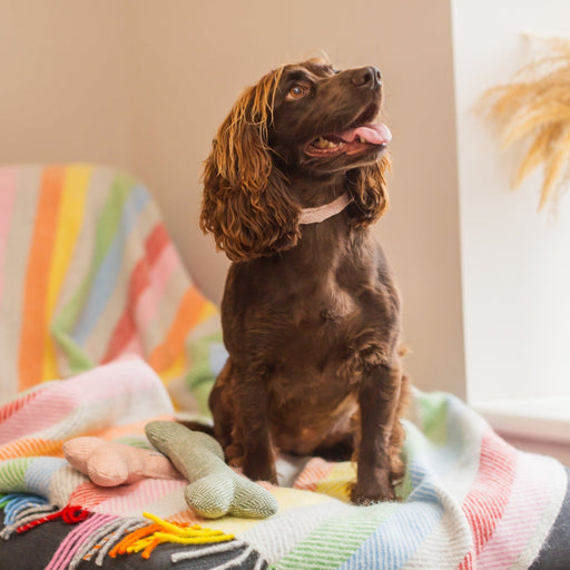 Tweedmill Rolled Tweed Dog Collar, Dusky Pink - Giftware Wales