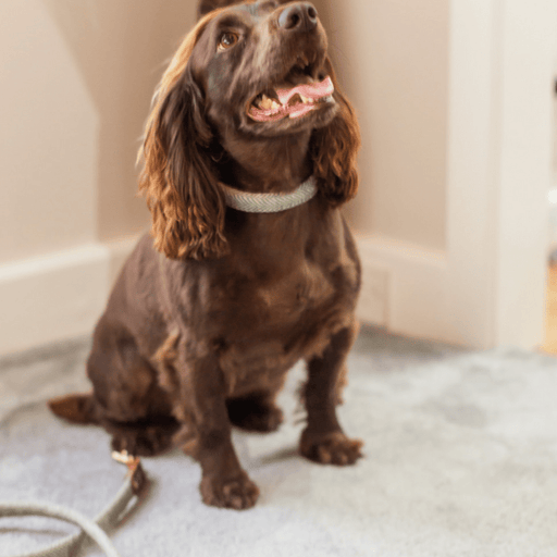 Tweedmill Rolled Tweed Dog Collar, Olive Green - Giftware Wales