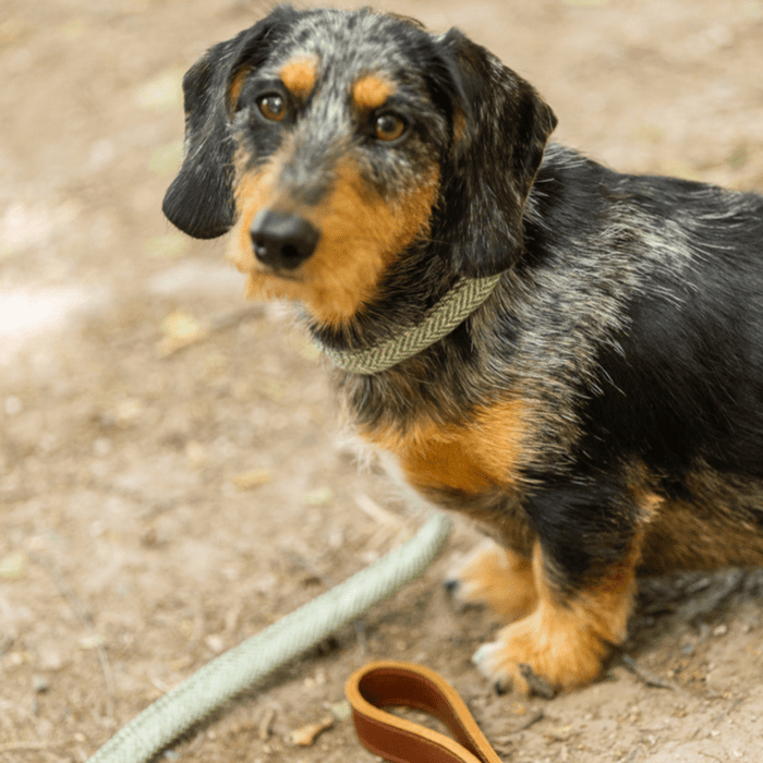 Tweedmill Rolled Tweed Dog Collar, Olive Green - Giftware Wales