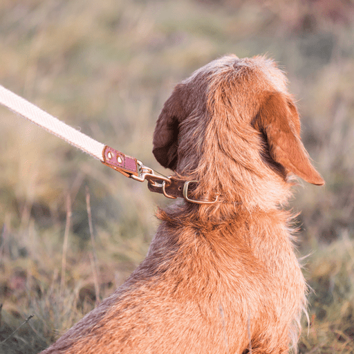 Tweedmill Rolled Tweed Dog Lead, Dusky Pink - Giftware Wales