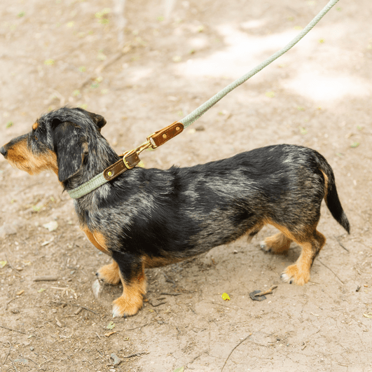 Tweedmill Rolled Tweed Dog Lead, Olive Green - Giftware Wales