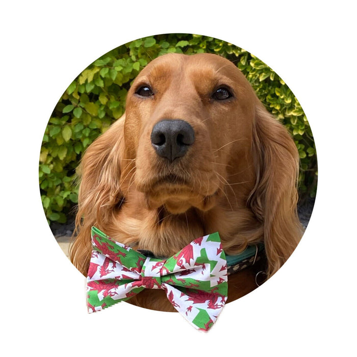 Welsh Flag Bow Tie for Small Dogs and Cats - Giftware Wales